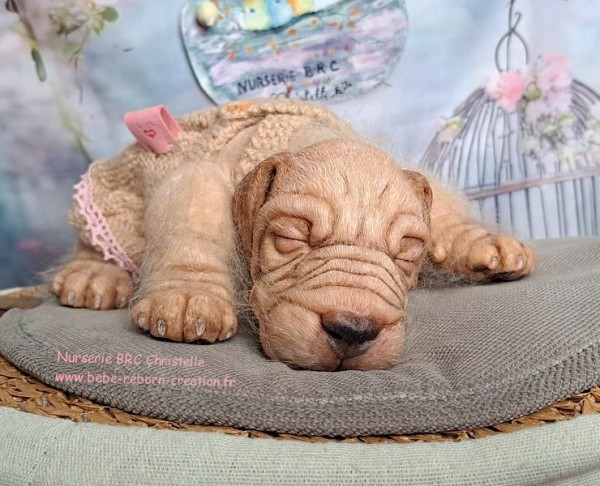 Benni Simon Laurens  (5)